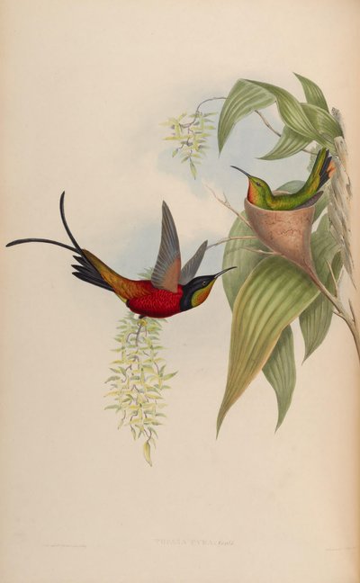 Topaza Pyra de John Gould